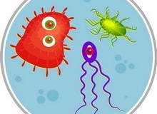 البكتيريا … صديقة الانسان